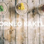 Jual Kaktus Mini Hias di Raya Hub 0812 5001 8022