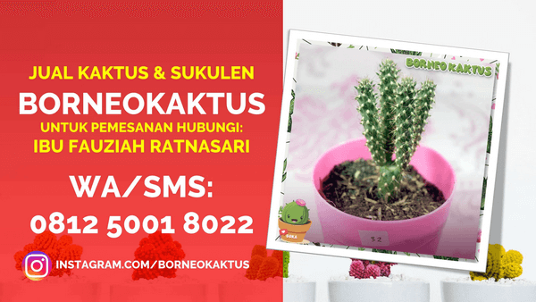 Jual Kaktus Mini Hias di Penajam WA 0812 5001 8022