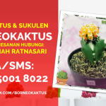 Jual Kaktus Mini Hias di Lamandau Call 0812 5001 8022