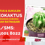 Jual Kaktus Mini Hias di Tobadak Hub 0812 5001 8022