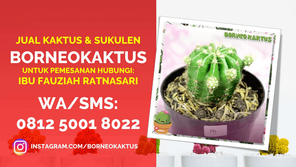 Jual Kaktus Mini Hias di Mamberamo Tengah Call 0812 5001 8022