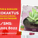 Jual Kaktus Mini Hias di Nagekeo Hub 0812 5001 8022