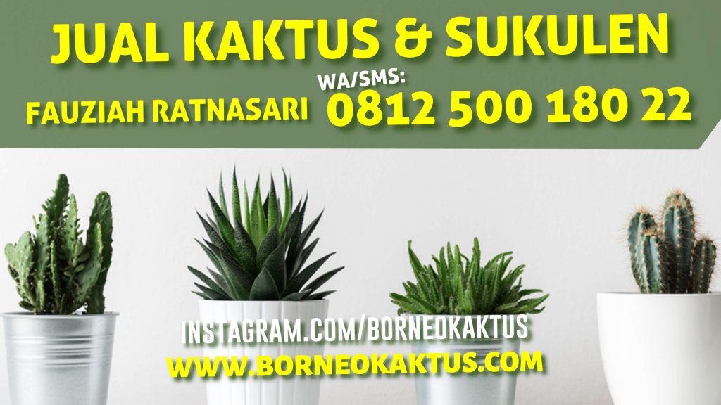 Borneo Kaktus Banjarmasin, Jual Kaktus Mini Sukulen Hias