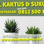 Jual Tanaman kaktus cowboy kirim ke Buntok dari Banjarmasin – BorneoKaktus