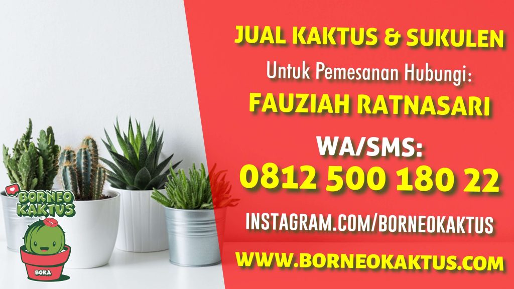 Borneo Kaktus Banjarmasin, Jual Kaktus Mini Sukulen Hias