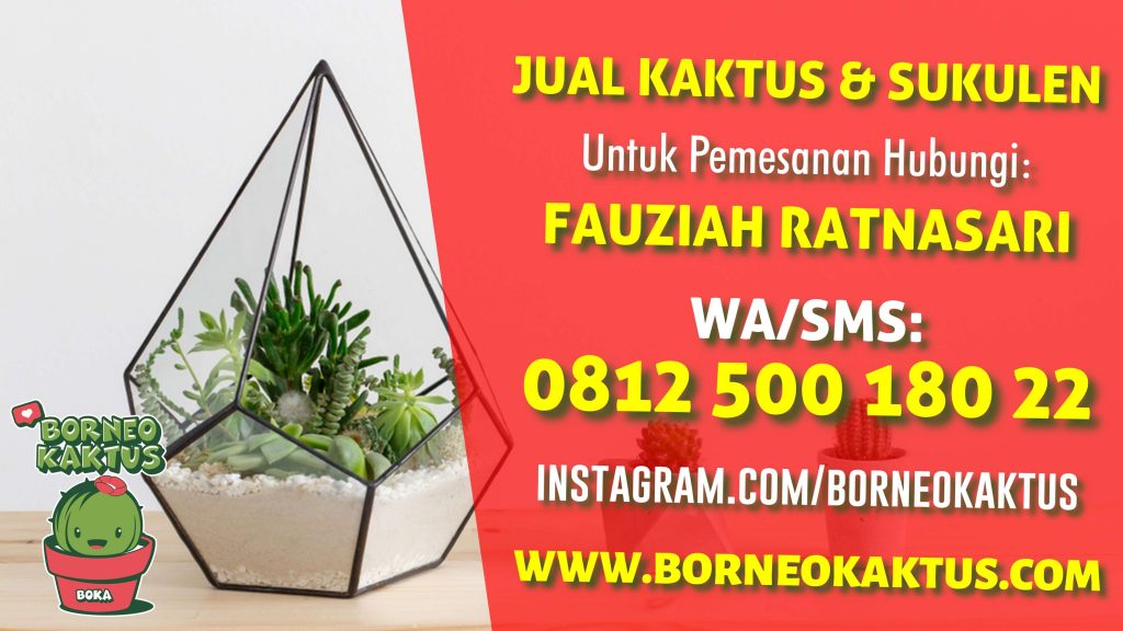 Borneo Kaktus Banjarmasin, Jual Kaktus Mini Sukulen Hias