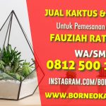 Souvenir Tanaman kaktus lokal kirim ke Sampit dari Banjarmasin – BorneoKaktus