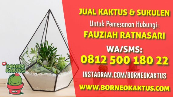 Souvenir Tanaman kaktus lokal kirim ke Sampit dari Banjarmasin – BorneoKaktus