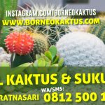 Jual Tanaman kaktus indah kirim ke Sambas dari Banjarmasin – BorneoKaktus