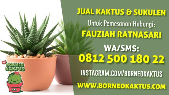 Usaha Tanaman kaktus kirim ke Sanggau dari Banjarmasin – BorneoKaktus