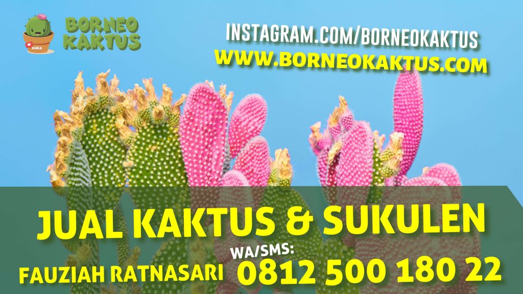 Borneo Kaktus Banjarmasin, Jual Kaktus Mini Sukulen Hias