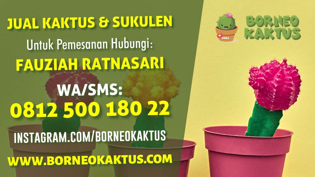 Borneo Kaktus Banjarmasin, Jual Kaktus Mini Sukulen Hias
