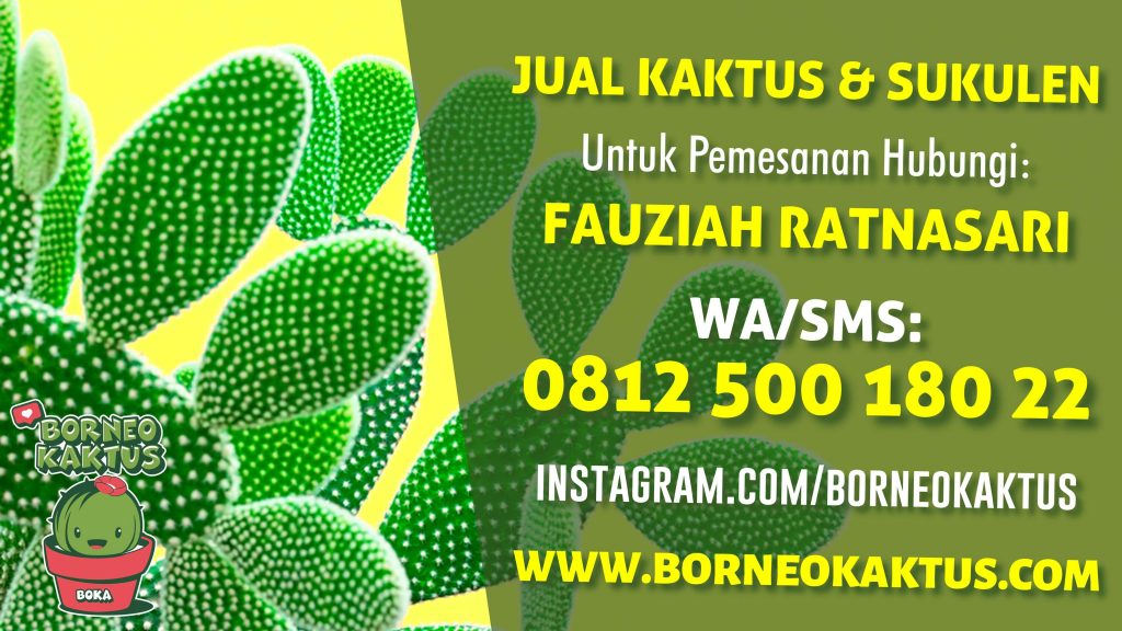 Borneo Kaktus Banjarmasin, Jual Kaktus Mini Sukulen Hias