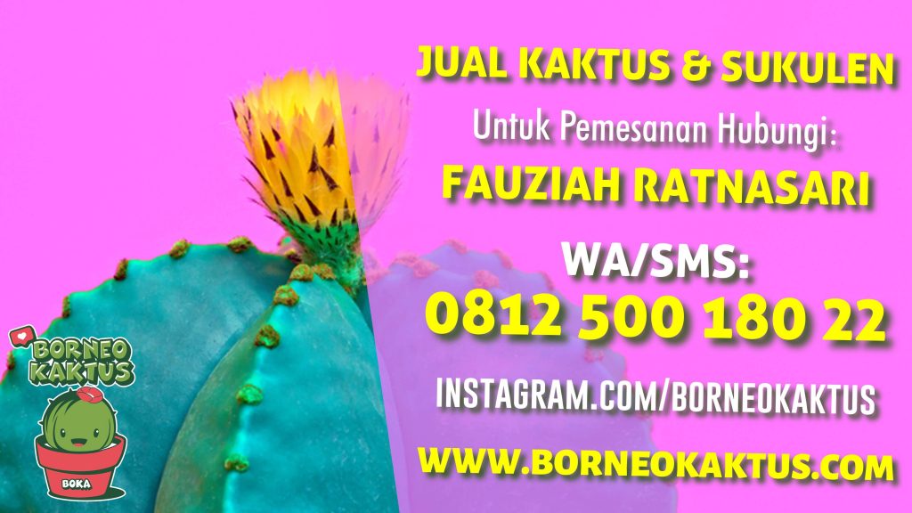 Borneo Kaktus Banjarmasin, Jual Kaktus Mini Sukulen Hias