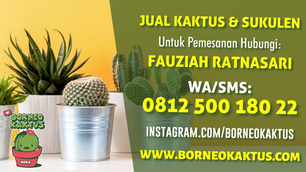 Borneo Kaktus Banjarmasin, Jual Kaktus Mini Sukulen Hias