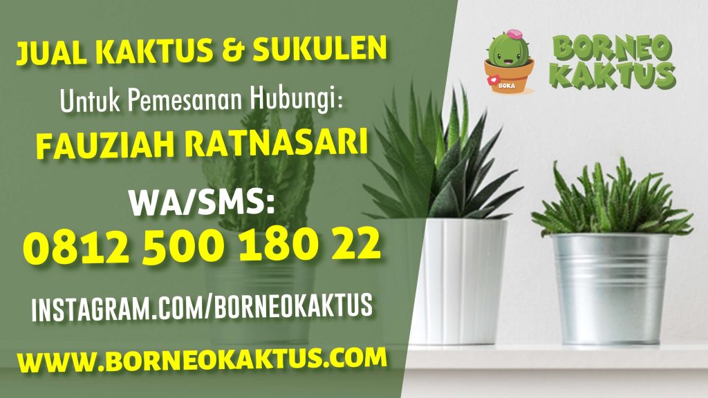 Borneo Kaktus Banjarmasin, Jual Kaktus Mini Sukulen Hias