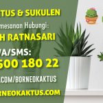 Souvenir Tanaman kaktus indah kirim ke Ujoh Bilang dari Banjarmasin – BorneoKaktus
